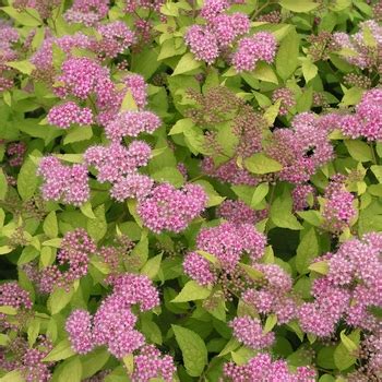 lime lite spirea